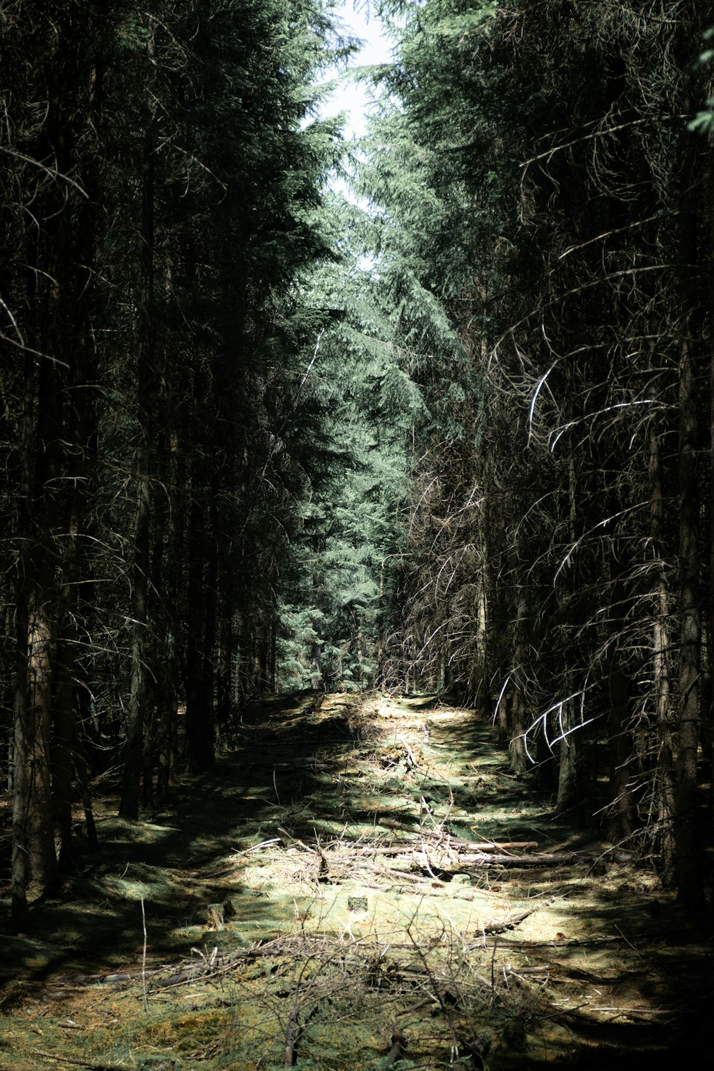 green trees on forest during daytime