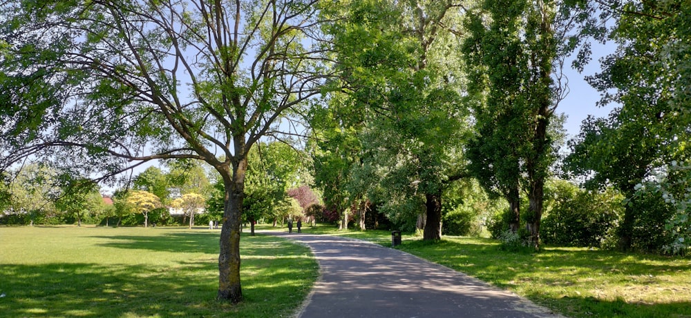 green trees on green grass field during daytime