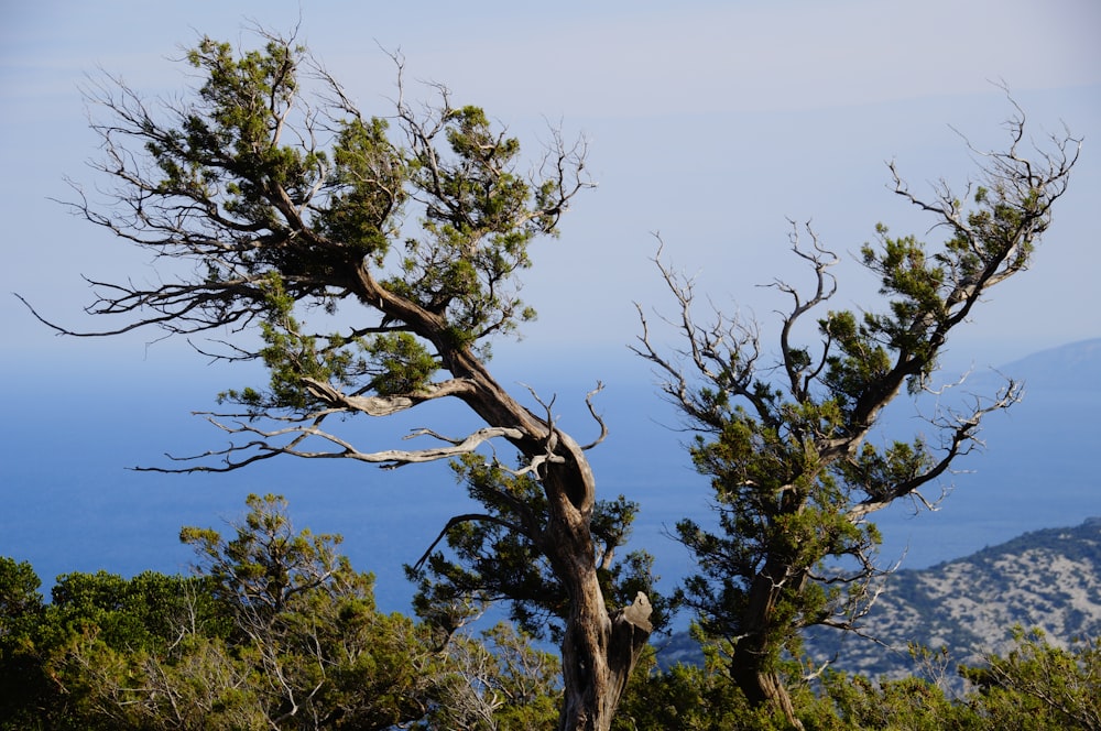 green trees under blue sky during daytime