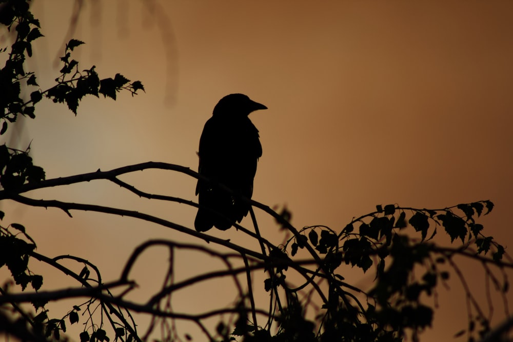 black crow on brown tree branch during daytime