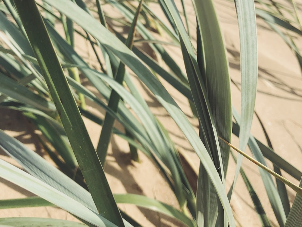 green plant in close up photography