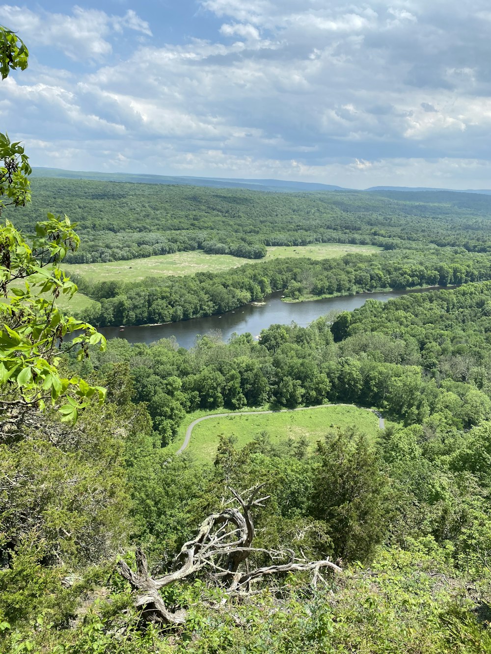 arbres verts près de la rivière pendant la journée