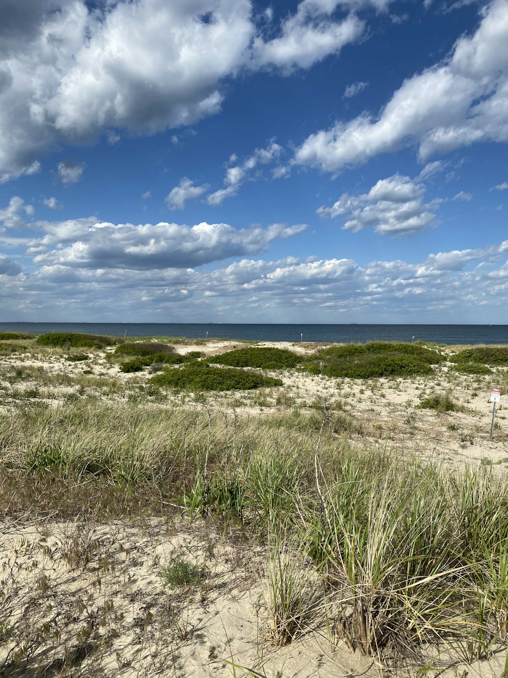 green grass on beach under blue sky during daytime