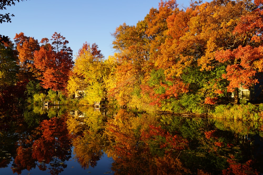 green and yellow trees beside river during daytime