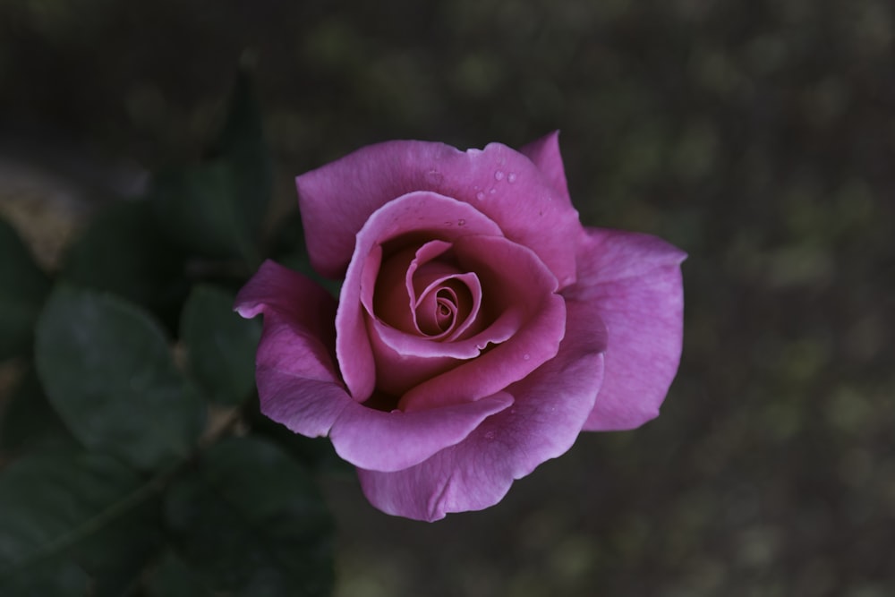 pink rose in bloom during daytime