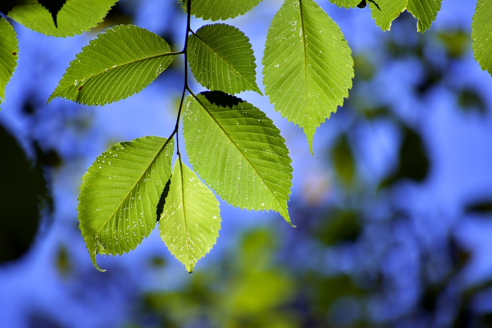 green leaf plant in close up photography