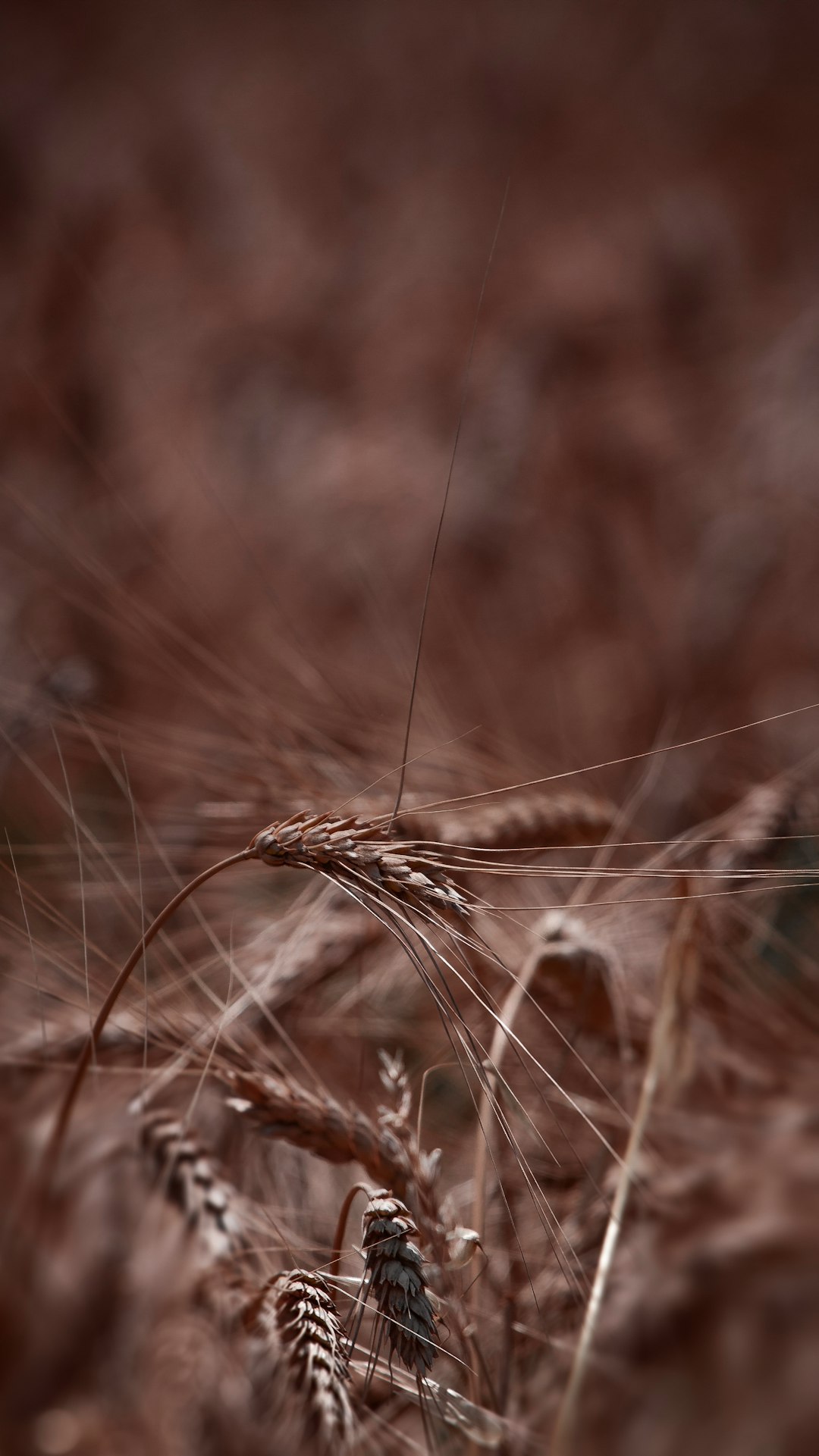 brown wheat in close up photography