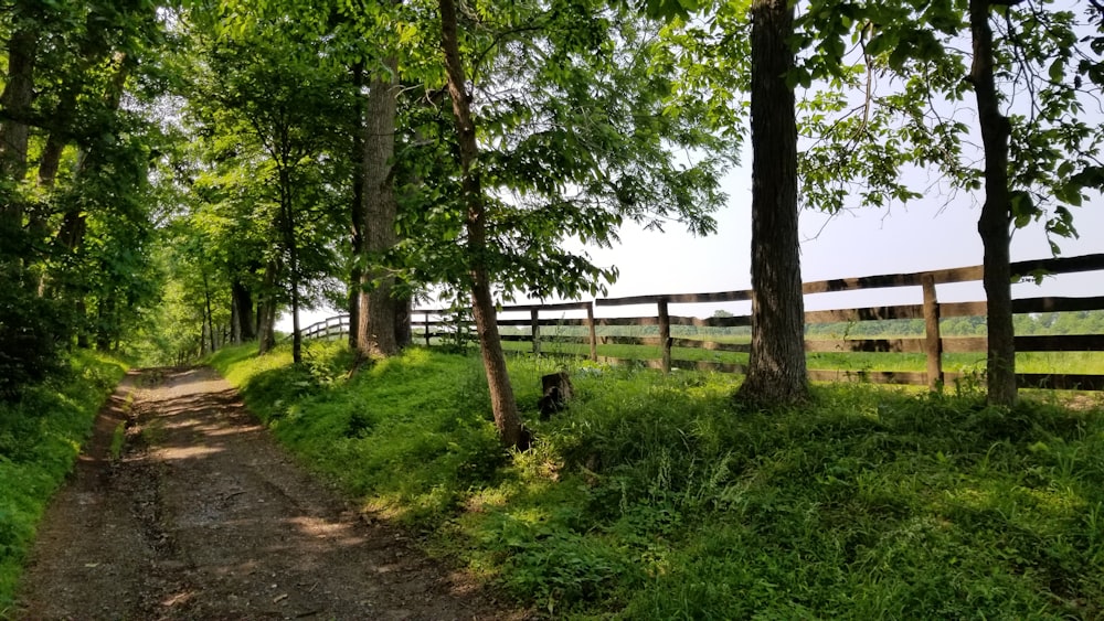 green grass field with trees and wooden fence