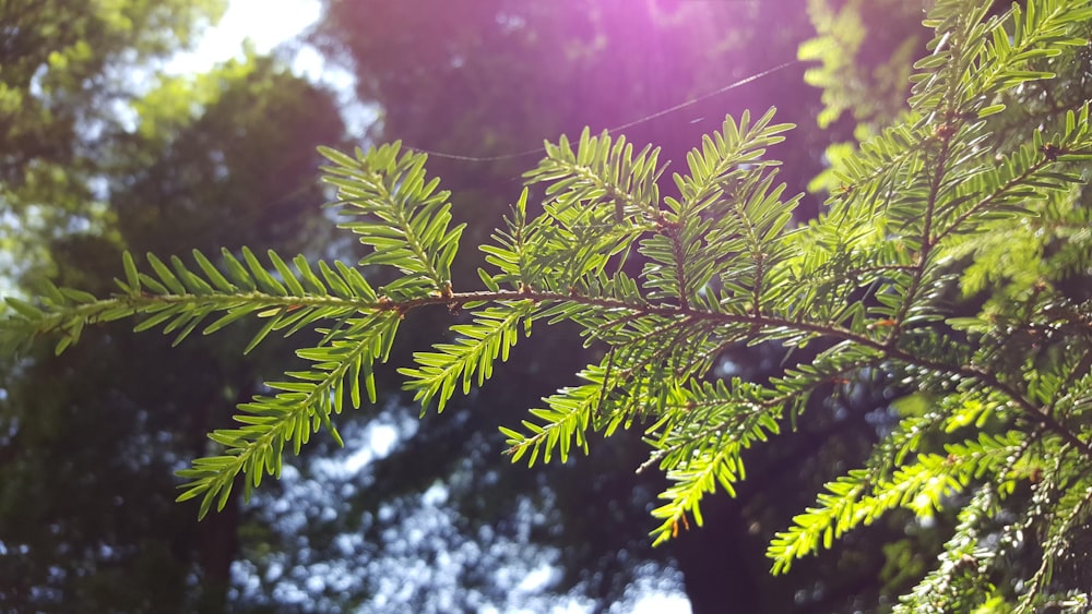 green pine tree during daytime