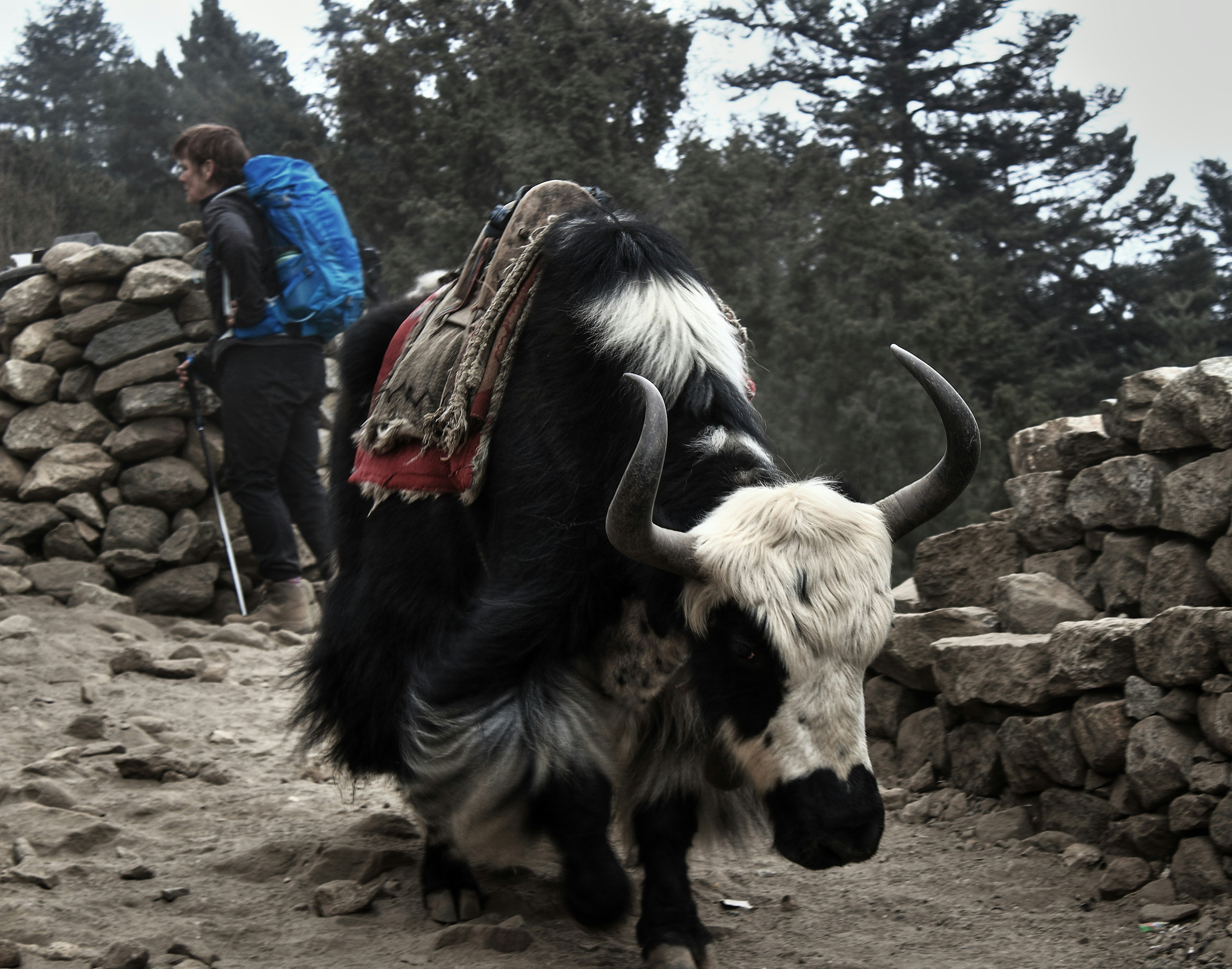 Yaks: Pillars of Tibetan Culture and Economy