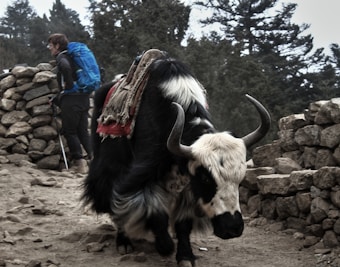 A large yak with distinctive black and white fur walks along a rocky path, carrying a load secured with a red cloth. In the background, a person equipped with hiking gear and a blue backpack stands by a stone wall. The scene is set in a mountainous area with tall pine trees.