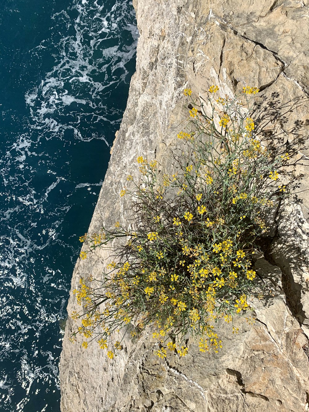 pianta gialla e verde sulla formazione rocciosa