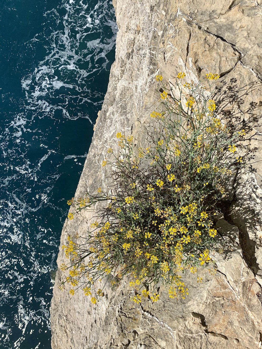 yellow and green plant on rock formation