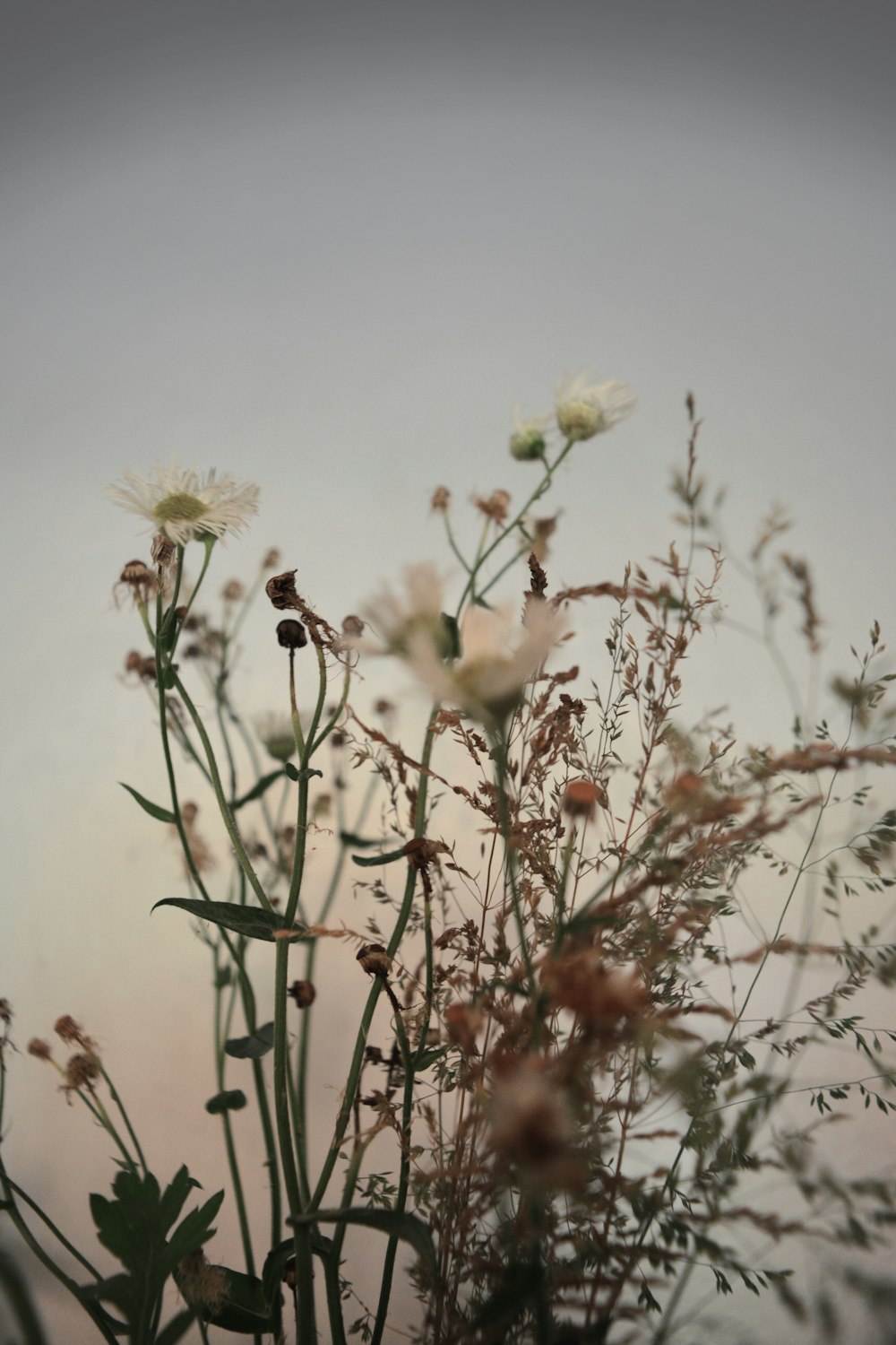 fleurs jaunes sous un ciel ensoleillé