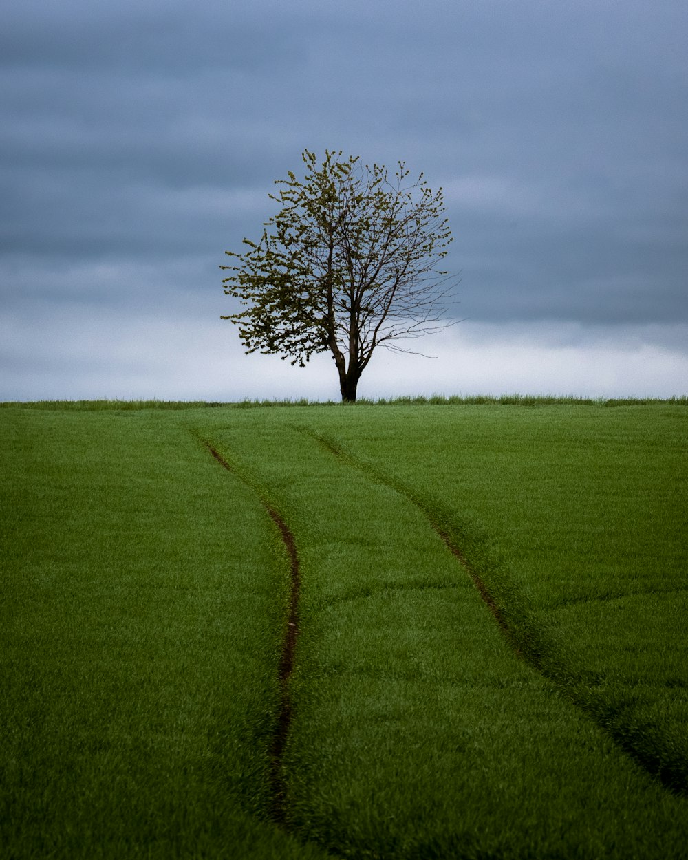 leafless tree on green grass field under cloudy sky during daytime