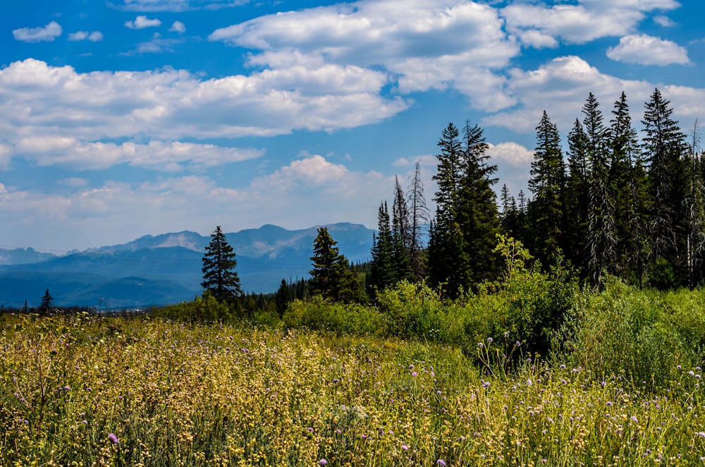 green trees on yellow flower field under blue and white cloudy sky during daytime