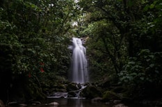 water falls in the middle of green trees