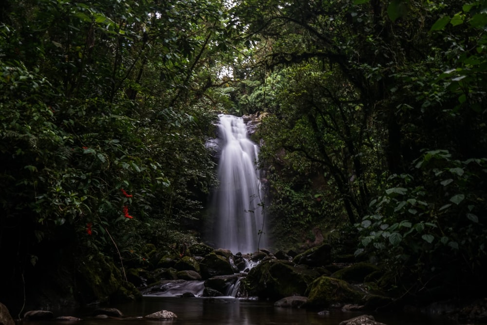 water falls in the middle of green trees