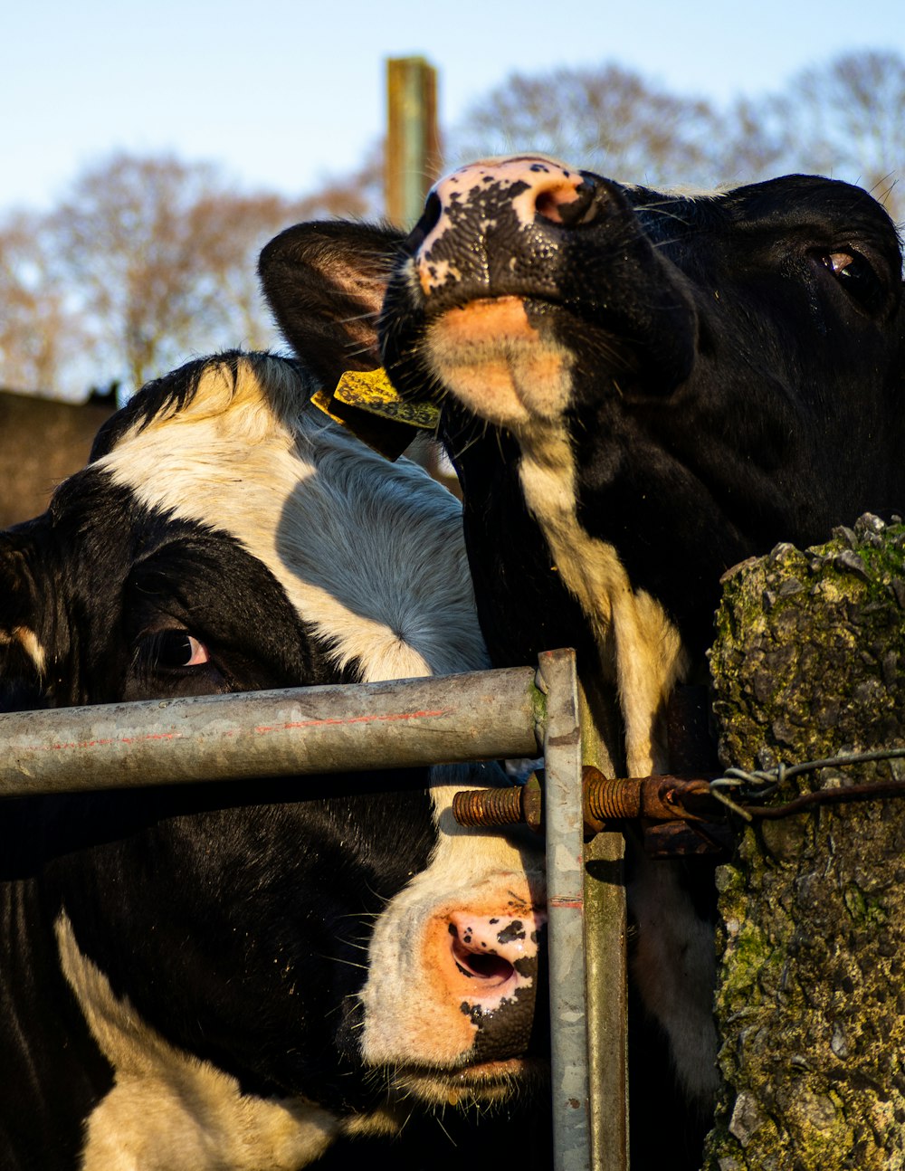 black and white cow on green grass field during daytime