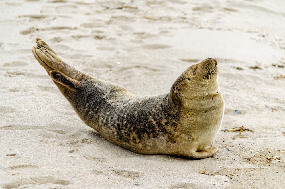 Lion de mer sur le sable blanc pendant la journée