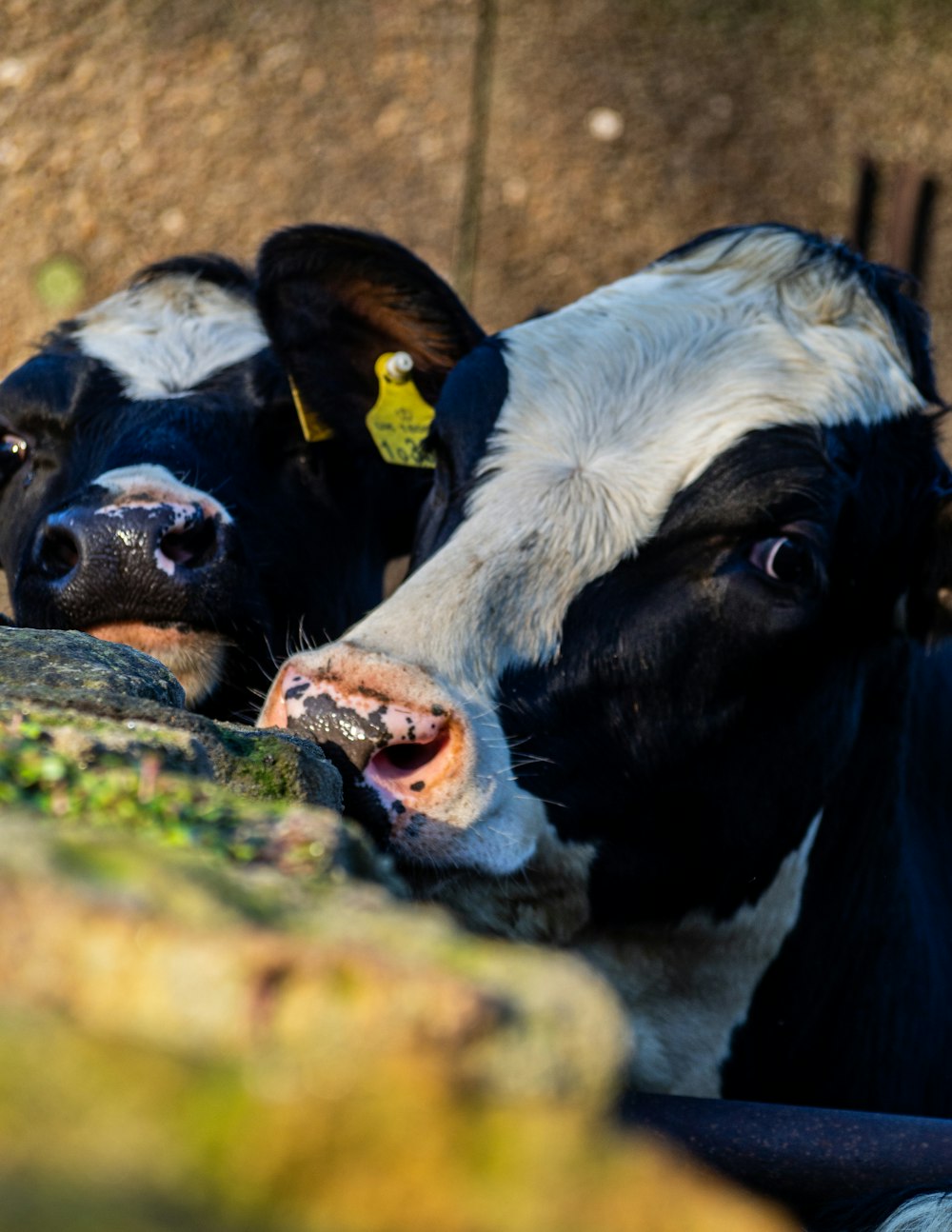 black and white cow on green grass during daytime