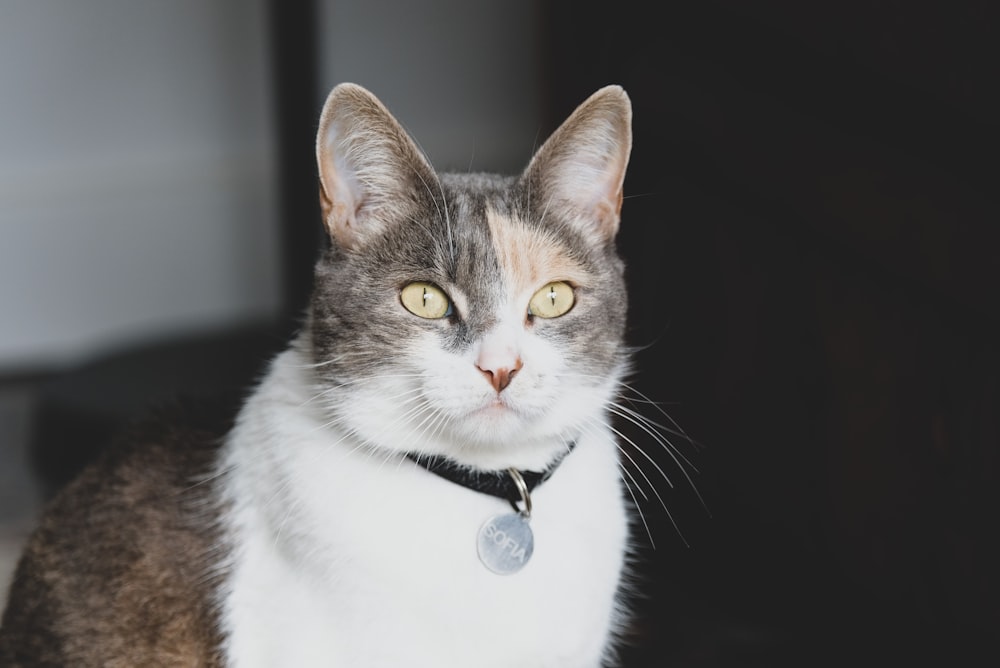 brown and white cat with black background