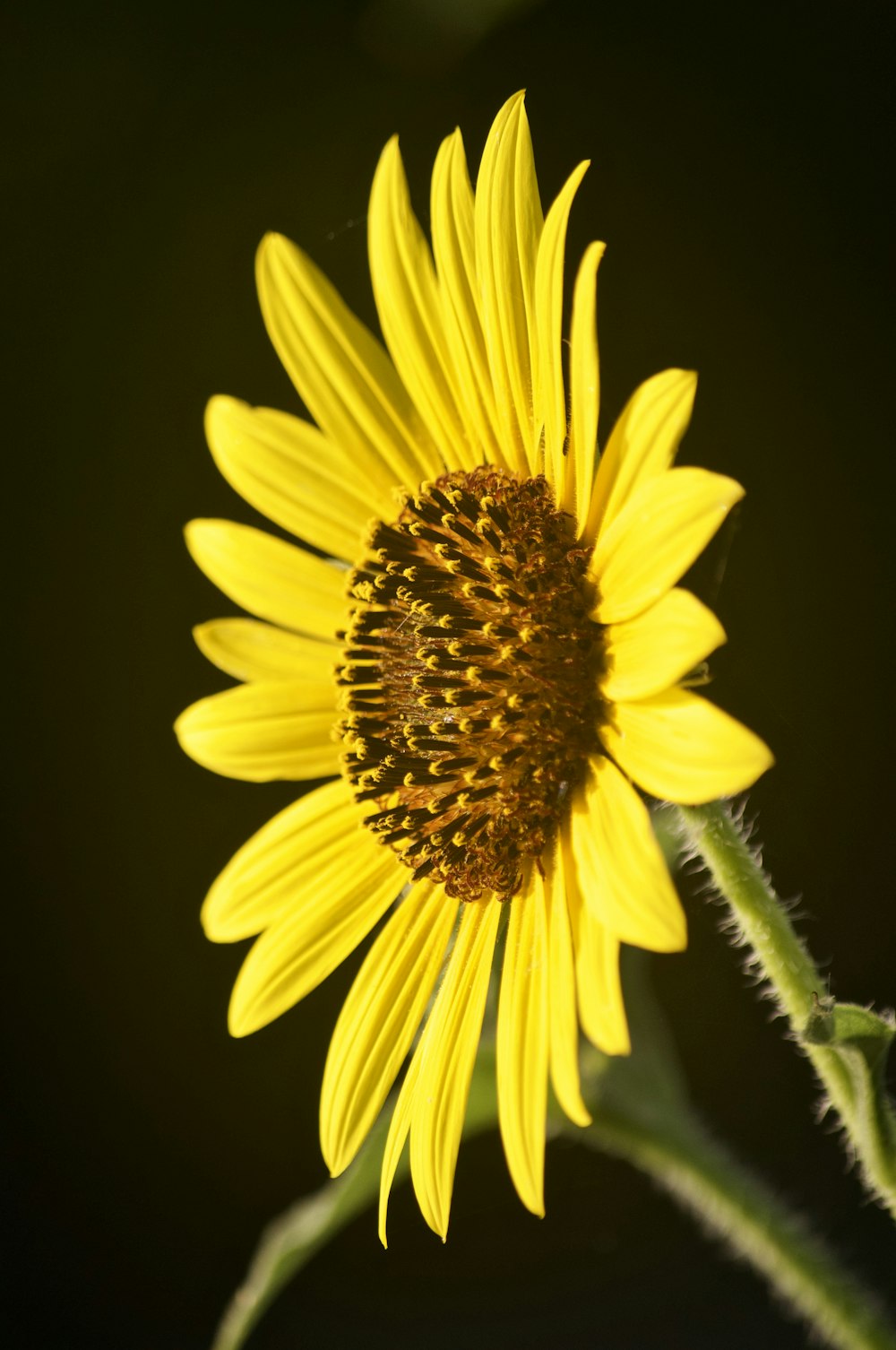 yellow sunflower in close up photography