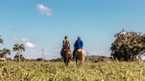 2 men riding horse on green grass field during daytime