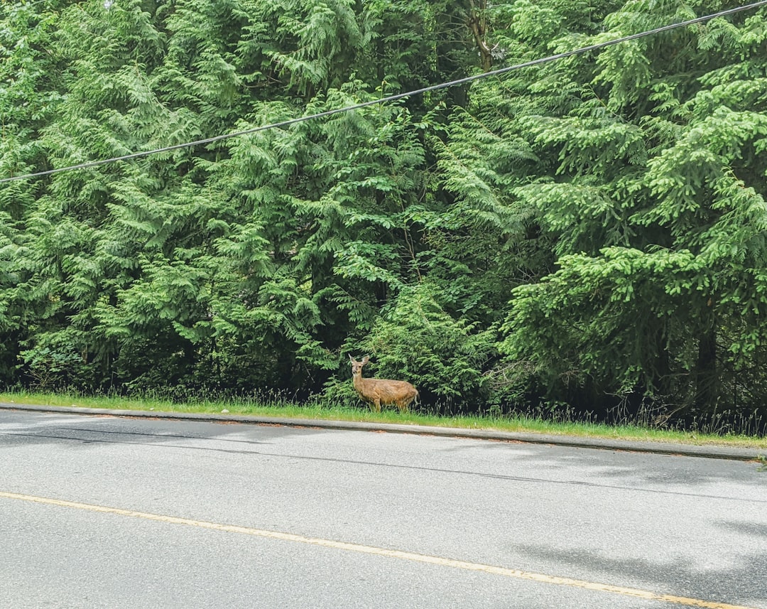 brown dog on gray asphalt road during daytime