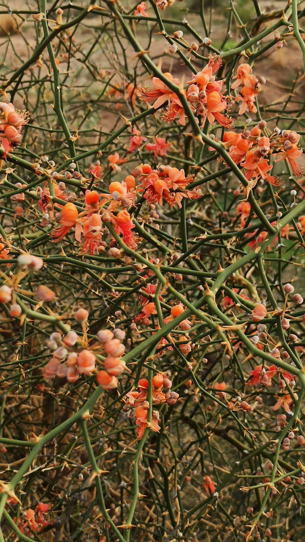 orange flowers with green leaves