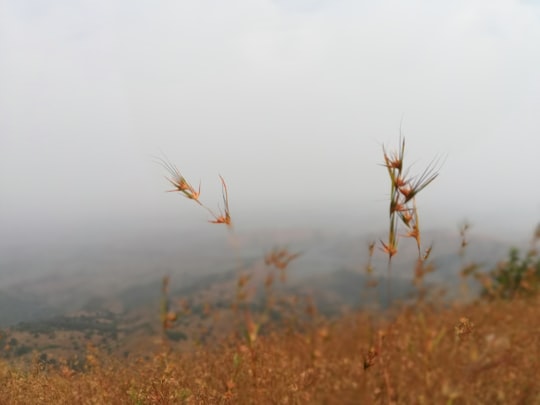 brown grass field during daytime in Maharashtra India