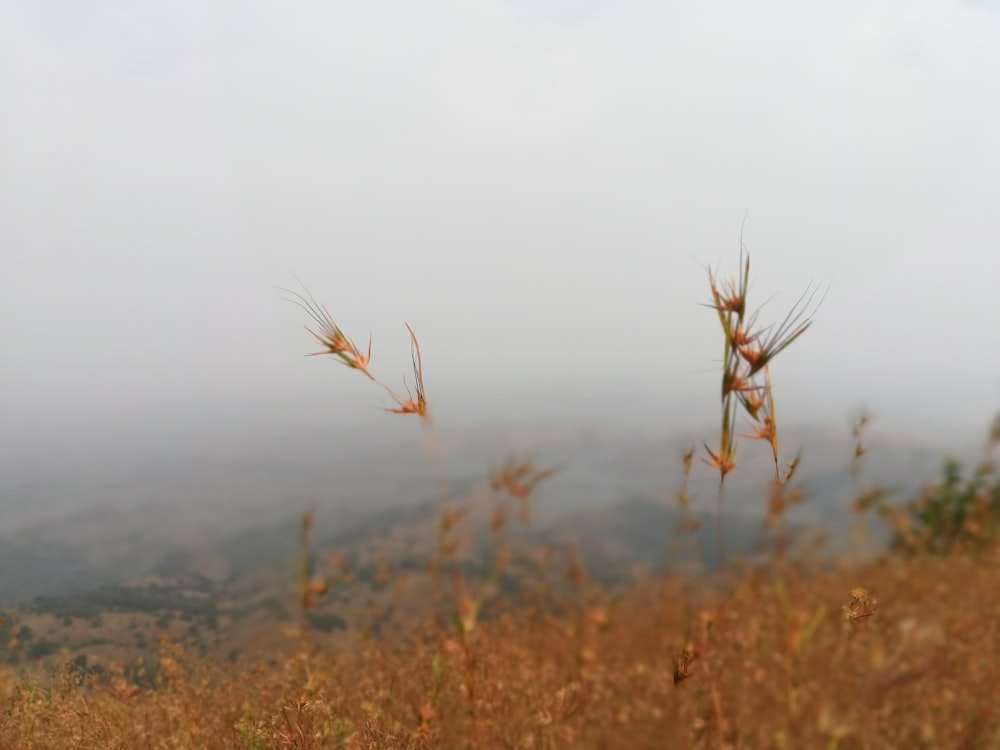 brown grass field during daytime