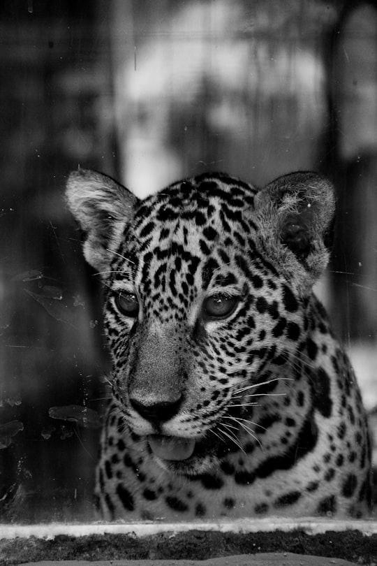 grayscale photo of cheetah in cage in Manaus Brasil