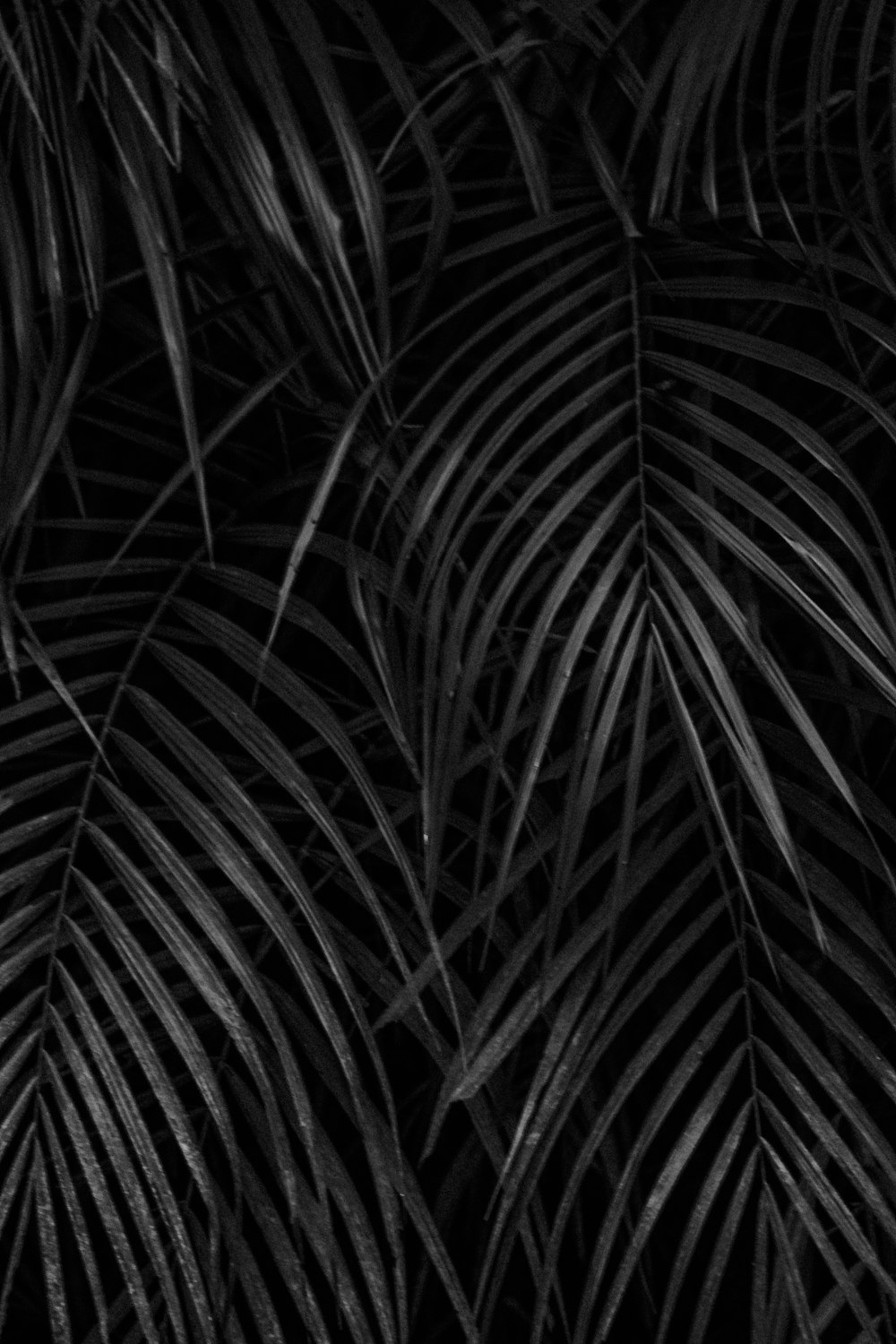 grayscale photo of palm tree