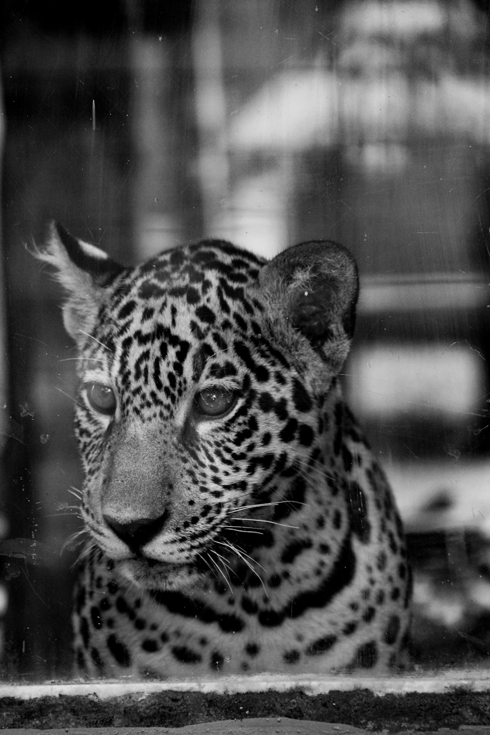 grayscale photo of leopard in cage