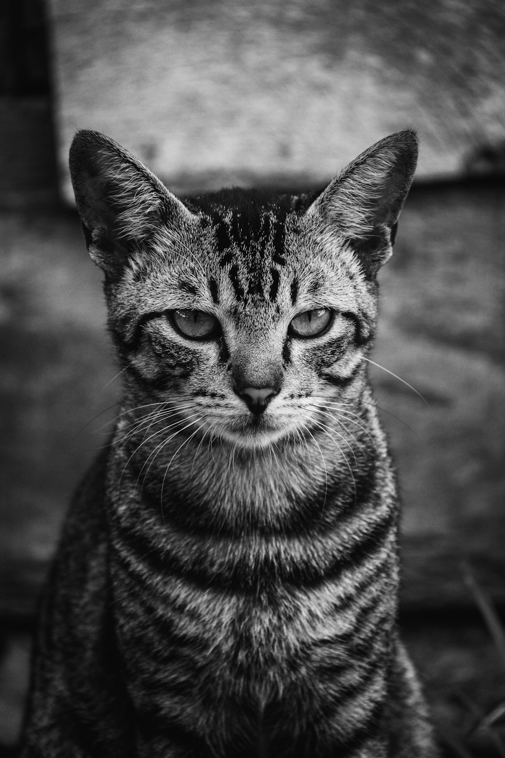 chat tigré noir et blanc