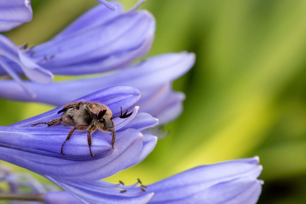 abeja marrón y negra en flor púrpura
