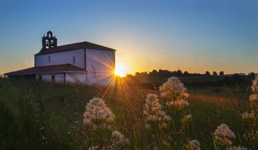 white flower field during sunset