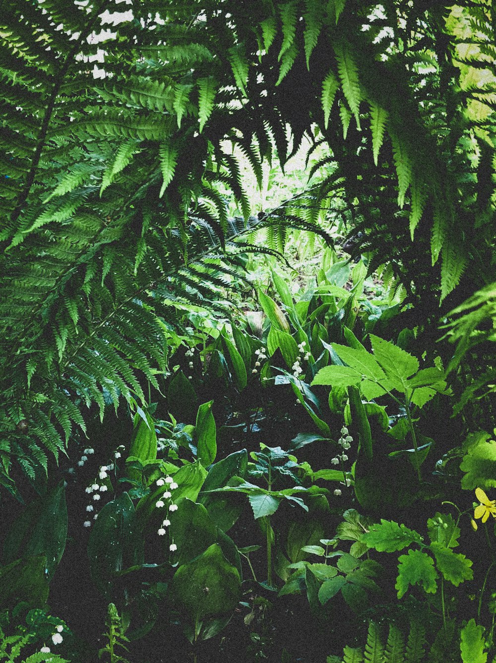 green leaves in close up photography