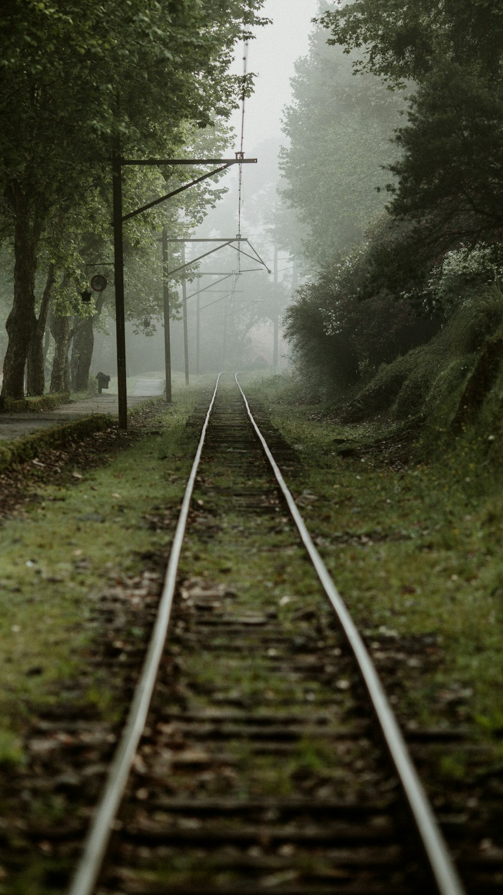 train rail in the forest