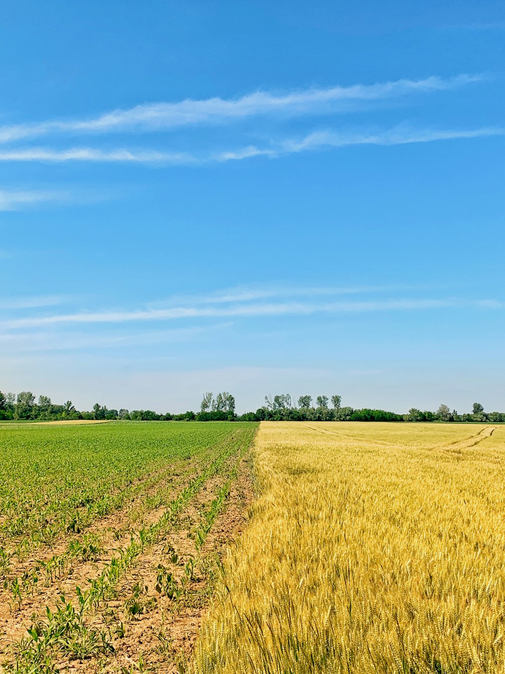 green grass field under blue sky during daytime