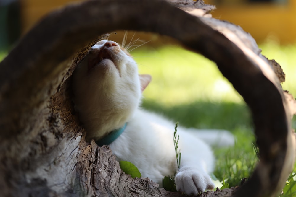 white cat lying on green grass