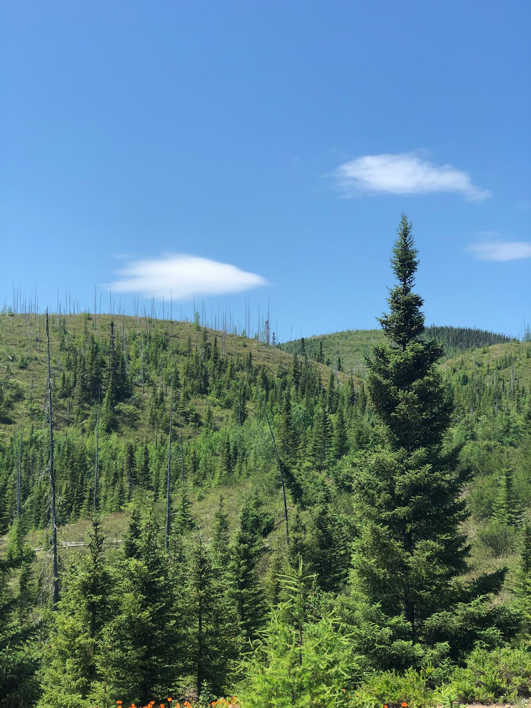 Tropical and subtropical coniferous forests photo spot Grands-Jardins National Park Parc national des Hautes-Gorges-de-la-Rivière-Malbaie