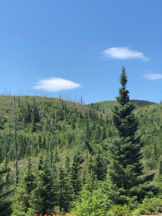 green pine trees under blue sky during daytime in Grands-Jardins National Park Canada