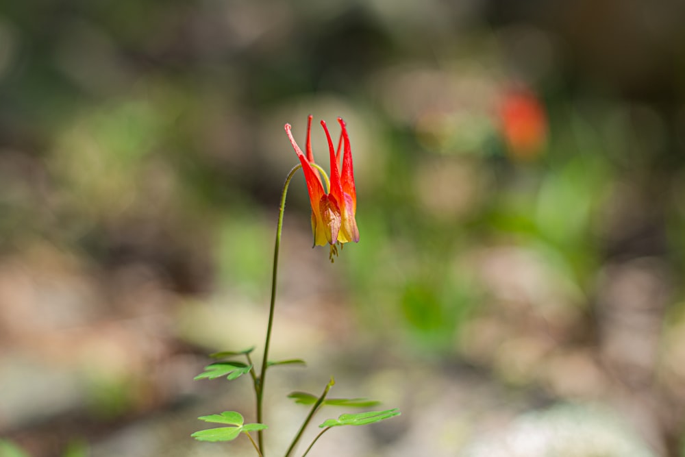 red flower in tilt shift lens