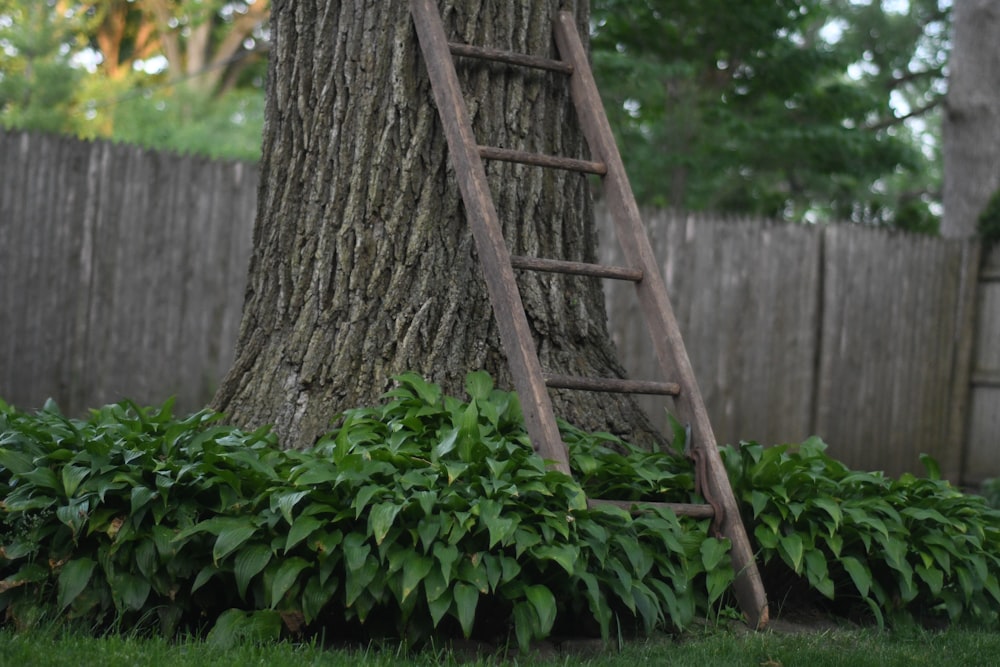 brown wooden ladder on tree trunk