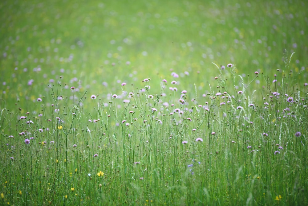 green grass field during daytime