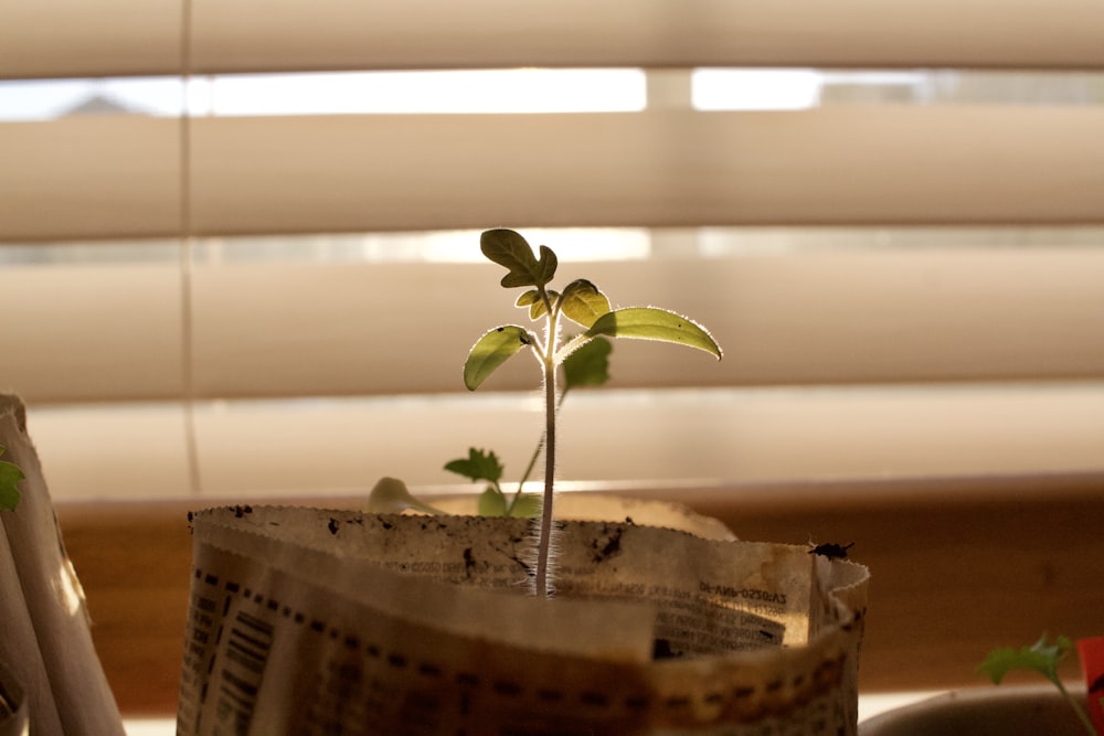 green plant on brown woven basket