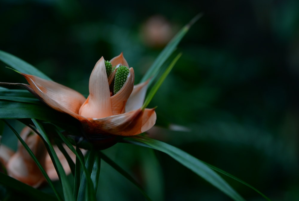 yellow and green flower in tilt shift lens