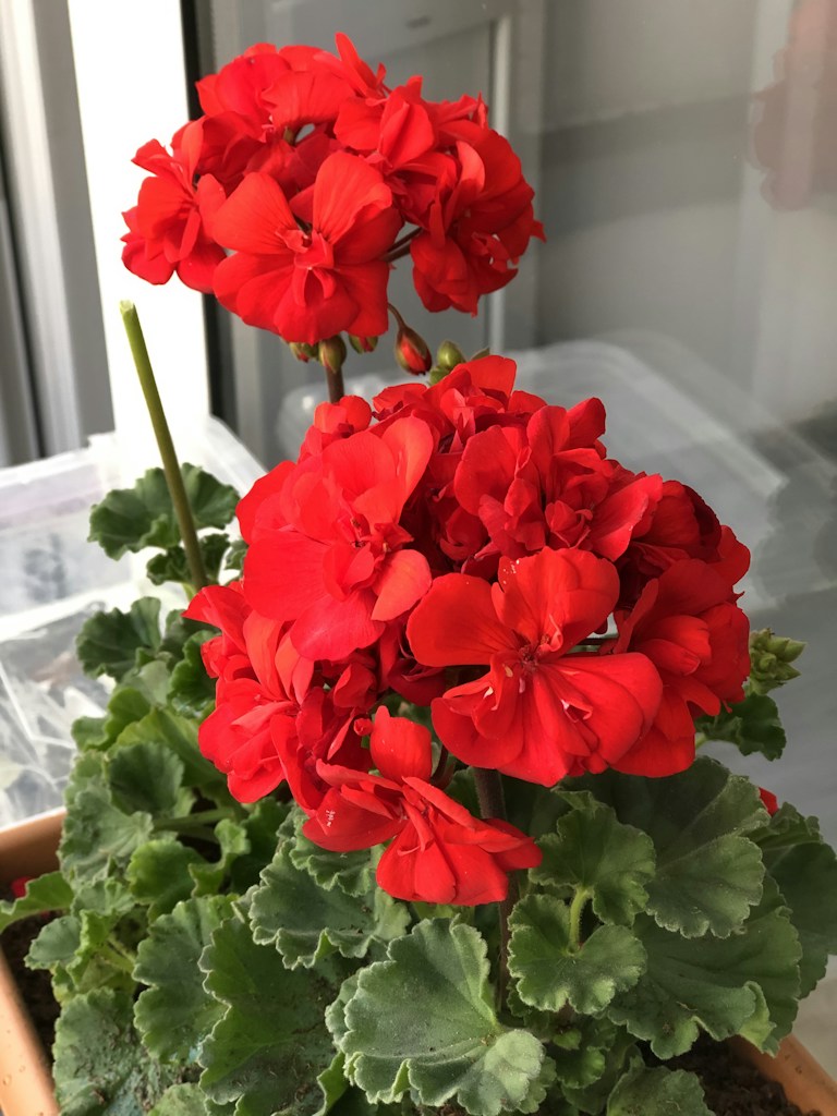 Bright Blooming Plant